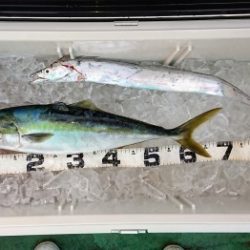 火遠理丸(ほおりまる) 釣果