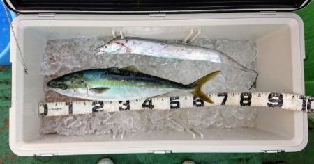 火遠理丸(ほおりまる) 釣果