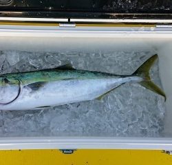 火遠理丸(ほおりまる) 釣果