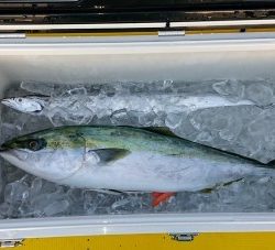 火遠理丸(ほおりまる) 釣果