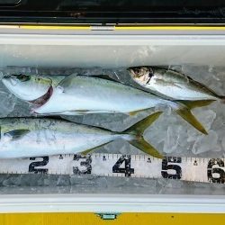 火遠理丸(ほおりまる) 釣果