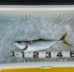 火遠理丸(ほおりまる) 釣果