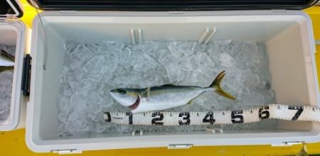 火遠理丸(ほおりまる) 釣果