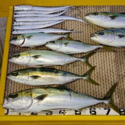 火遠理丸（ほおりまる） 釣果