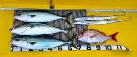 火遠理丸（ほおりまる） 釣果