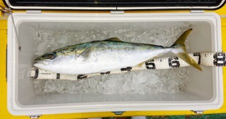 火遠理丸（ほおりまる） 釣果