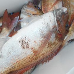 こうゆう丸 釣果