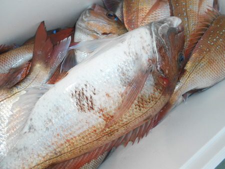 こうゆう丸 釣果