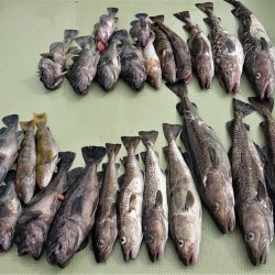 気仙沼　つり丸 釣果