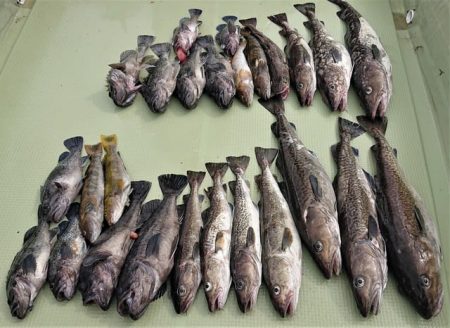 気仙沼　つり丸 釣果