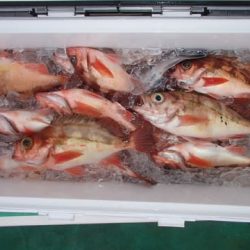 第二むつ漁丸 釣果