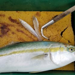 遊漁船 ニライカナイ 釣果