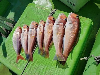 利八丸 釣果