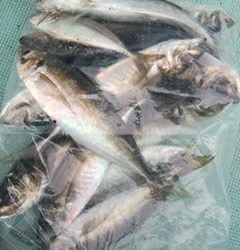 松福丸 釣果