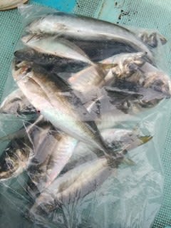 松福丸 釣果