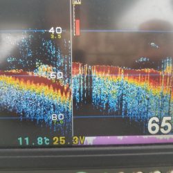 遊漁船 ニライカナイ 釣果