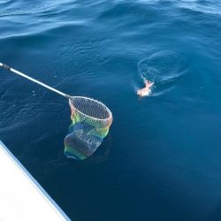 へいみつ丸 釣果