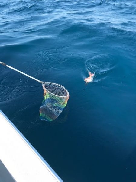 へいみつ丸 釣果