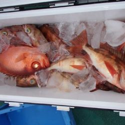 第二むつ漁丸 釣果