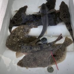 Magic(マジック) 釣果