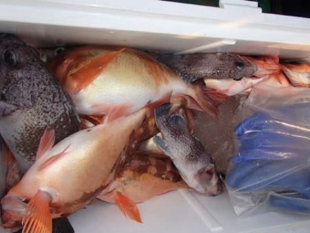 第二むつ漁丸 釣果