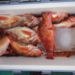 第二むつ漁丸 釣果