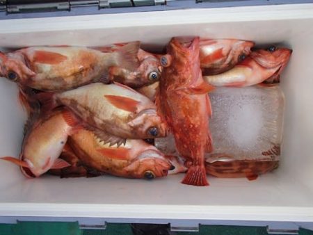 第二むつ漁丸 釣果