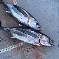 へいみつ丸 釣果