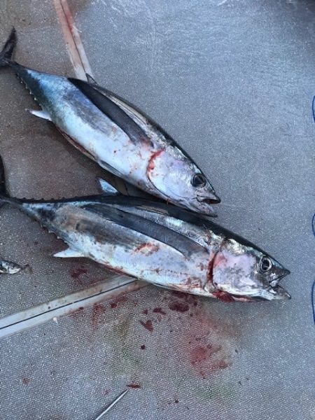 へいみつ丸 釣果