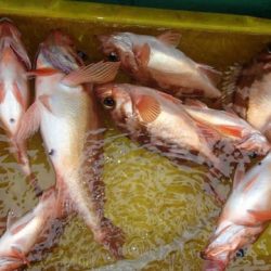 第二むつ漁丸 釣果