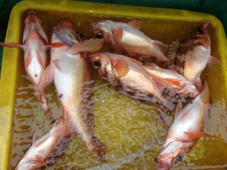 第二むつ漁丸 釣果