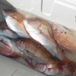 こうゆう丸 釣果