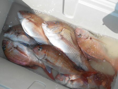 こうゆう丸 釣果