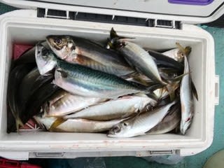 松福丸 釣果