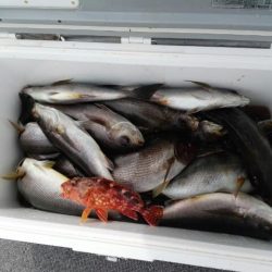 第二大福丸 釣果