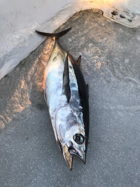 へいみつ丸 釣果