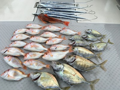 ミタチ丸 釣果