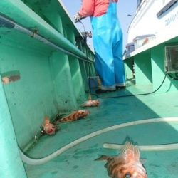 第二むつ漁丸 釣果