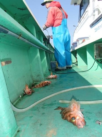 第二むつ漁丸 釣果