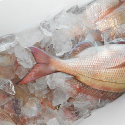 こうゆう丸 釣果