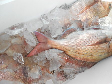 こうゆう丸 釣果