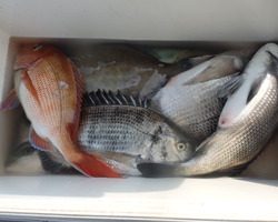 久里浜黒川本家 釣果