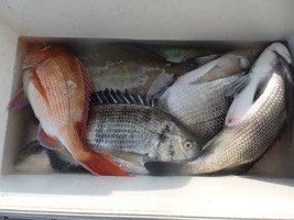 久里浜黒川本家 釣果