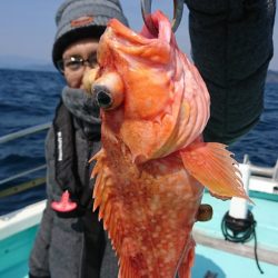 シードリーム 釣果