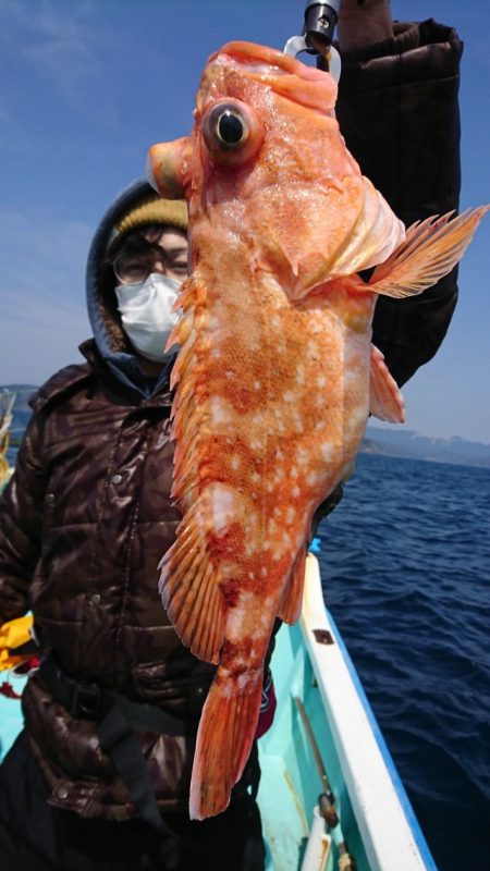 シードリーム 釣果