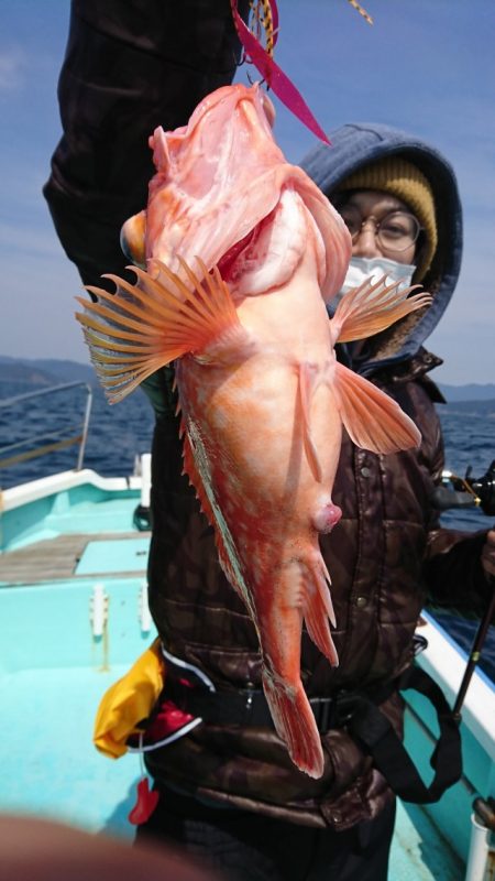 シードリーム 釣果