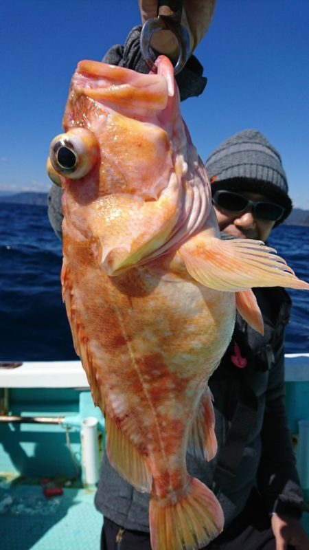 シードリーム 釣果