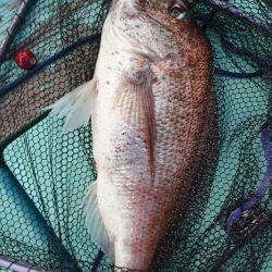 シードリーム 釣果