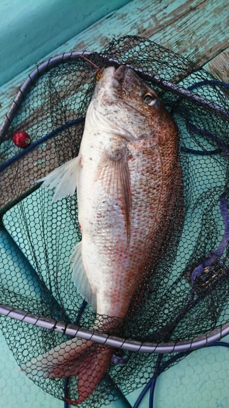 シードリーム 釣果