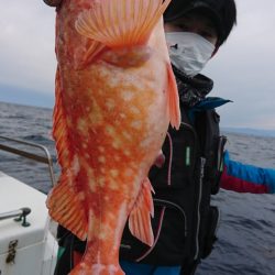 シードリーム 釣果